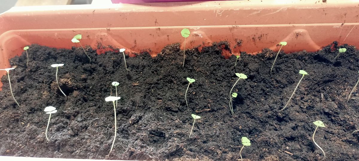 Секреты успешного выращивания чиа: опыт и советы