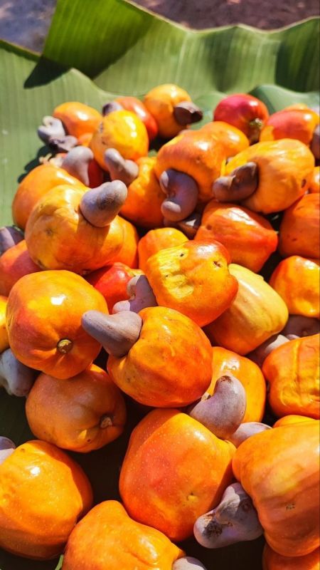 Тайны кешью: от дерева до стола