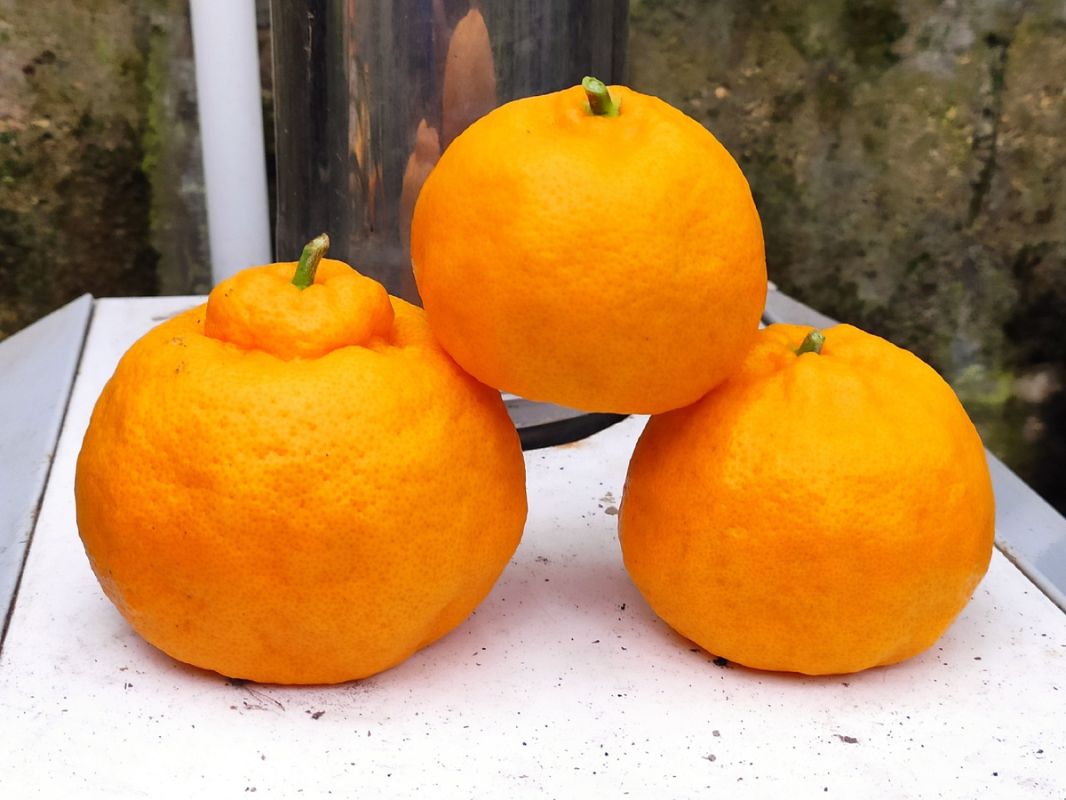 Цитрусовые мечты: как вырастить лимоны и мандарины на подоконнике