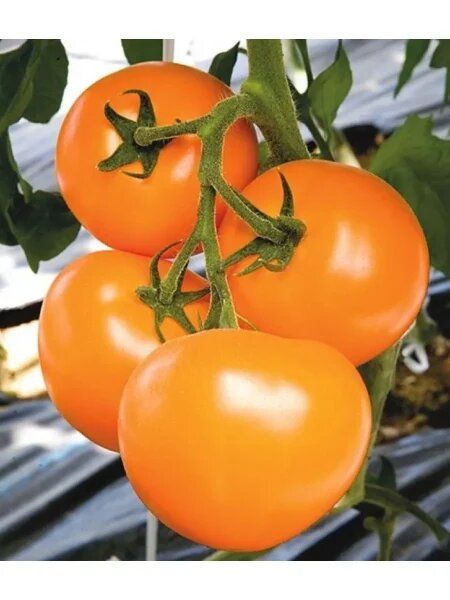 Томат Е.Т.: яркий гость из мира овощей с изумительным вкусом