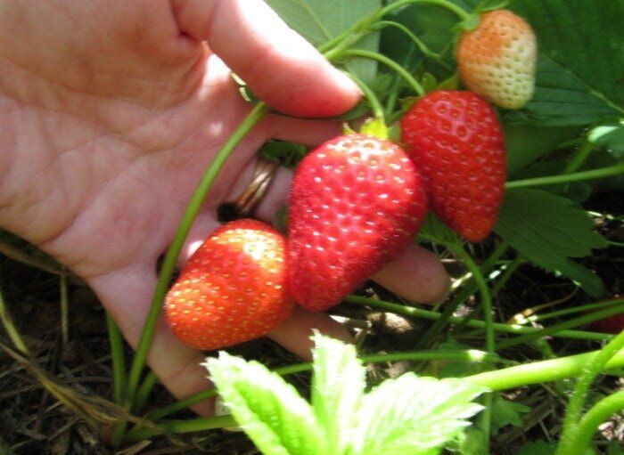 Клубника осенью: essential шаги для здорового урожая