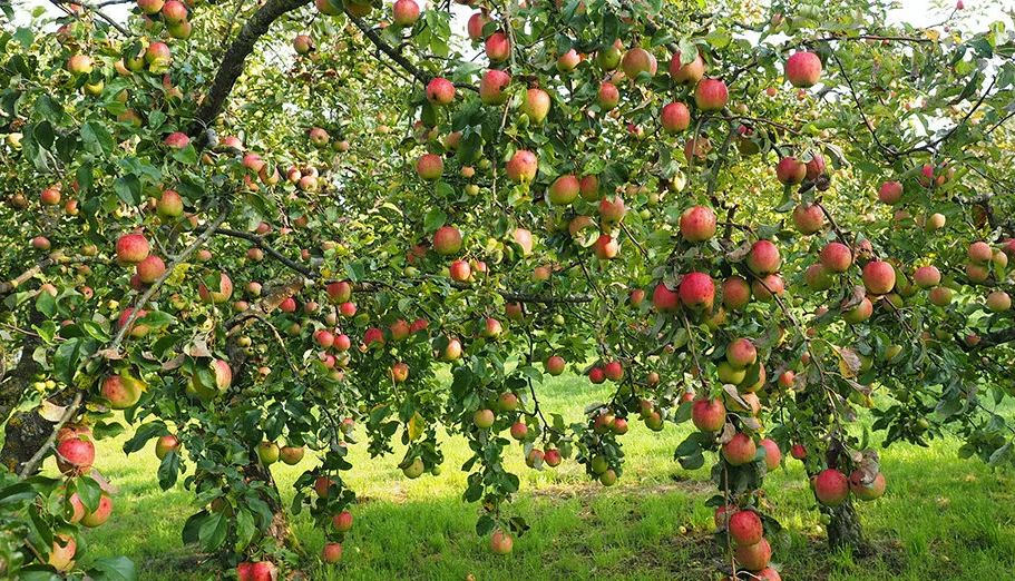 ��� ���������� �������� �������� �������� ����������� �����