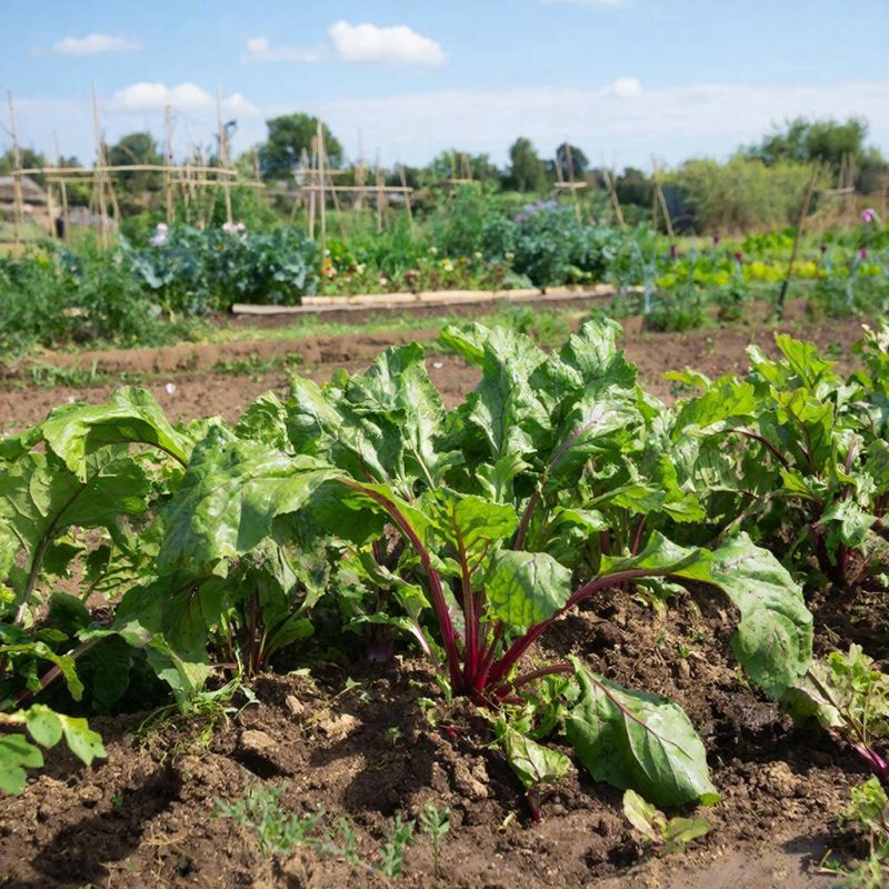 ��� ��������� ������ �� �����: ������ � ��������