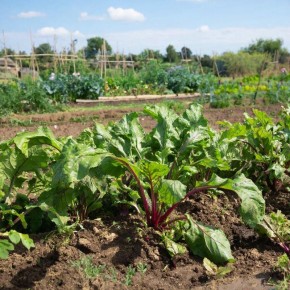 ��� ��������� ������ �� �����: ������ � ��������