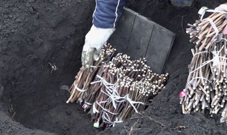 ��� ���������� ������������ ���� ��������: ������� ��������� �������