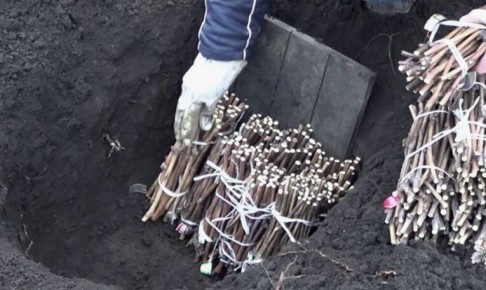 ��� ���������� ������������ ���� ��������: ������� ��������� �������