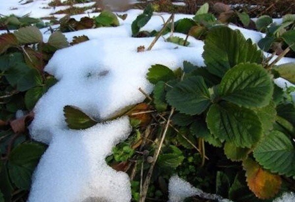 Укрывательство клубники: важные нюансы для каждого садовода