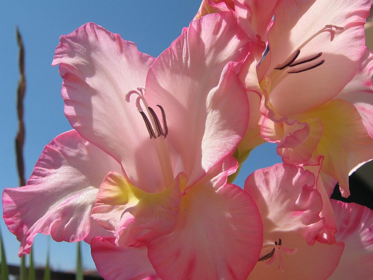 Секреты крепости гладиолусов: как предотвратить падение стеблей и сохранить красоту цветов