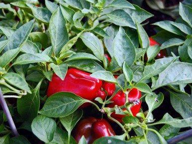 Выбор идеальных сортов перцев для вашего огорода