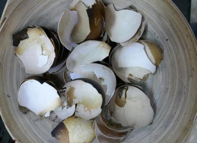 Яичная скорлупа: секреты полезного использования в саду