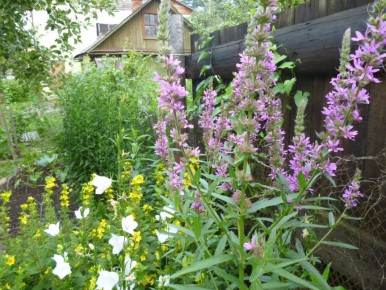 ����������� ������: ��������, ������� ��������� �� ���� ���� �� ����