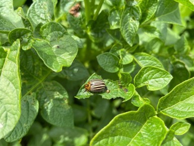 ����� �������� ������ ������������ ����: ������������� �� ���� �������