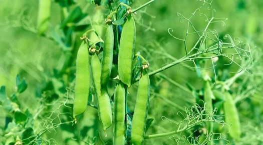 Стручки гороха: удивительные возможности использования