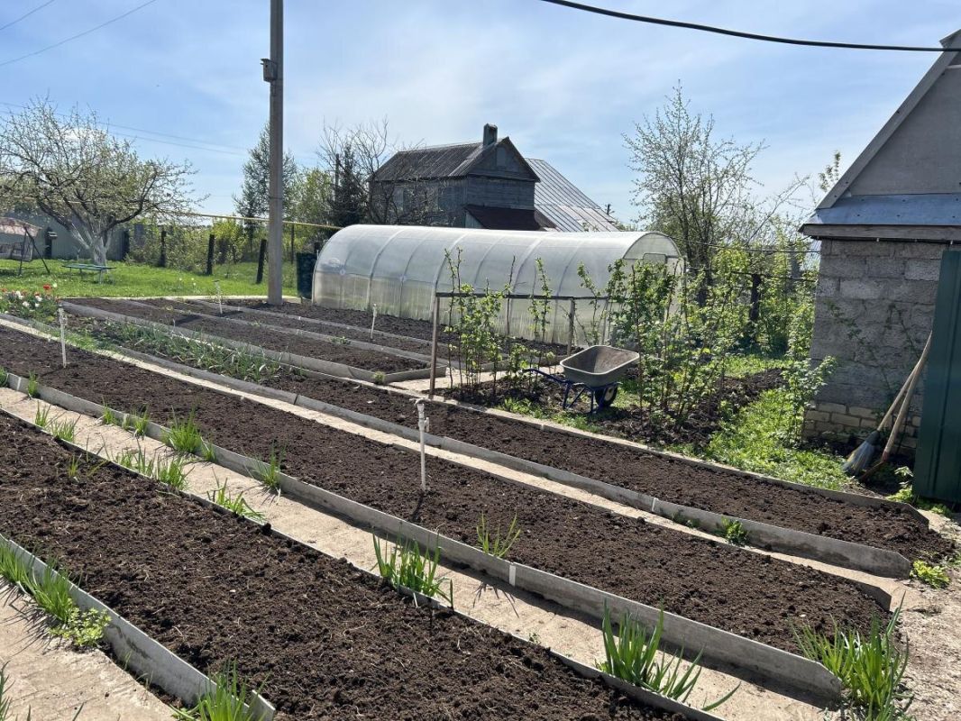 Как защитить урожай от медведки: доступный и действенный метод