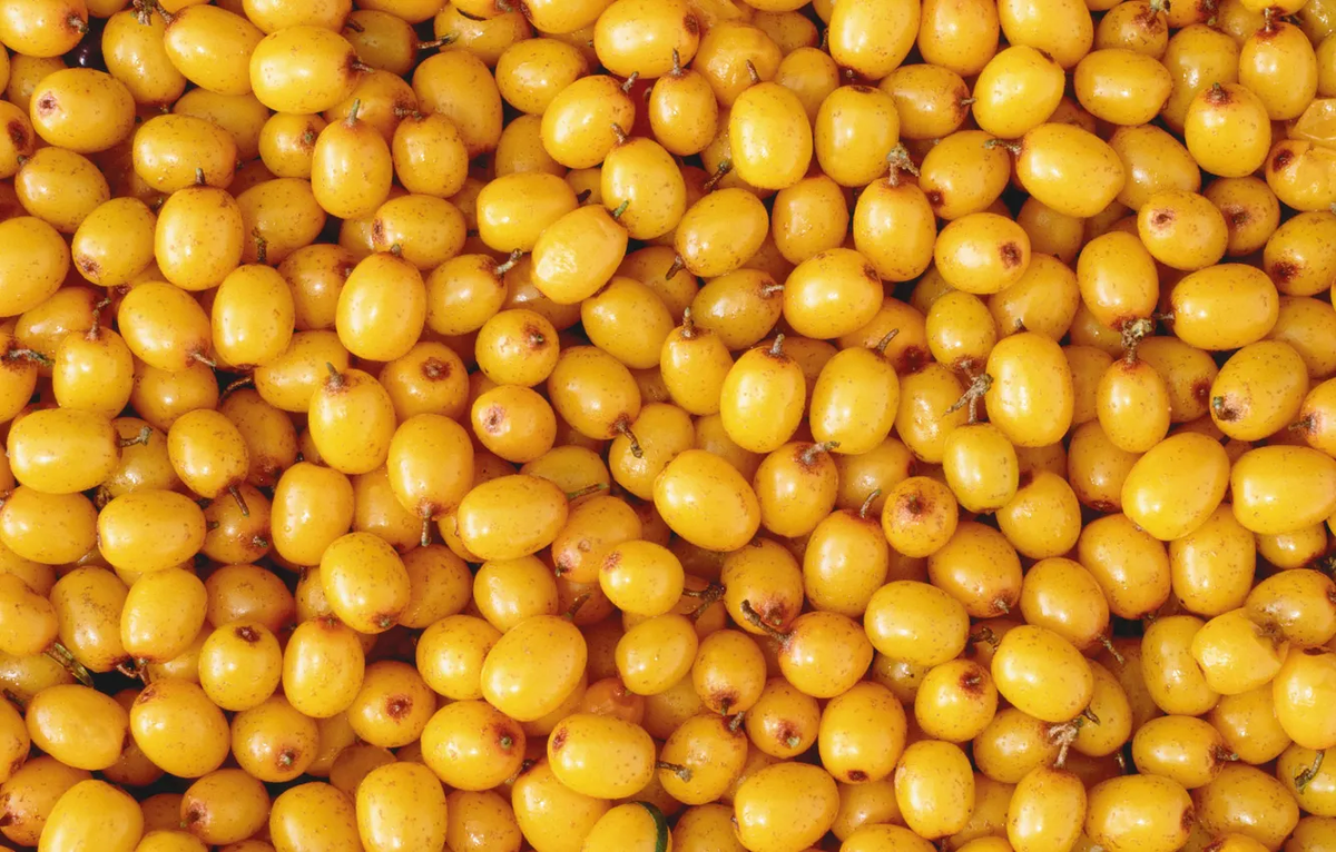 Вкусные блюда из облепихи: 5 уникальных рецептов осени