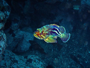 ������������ ������� ���������: ����������� ����������� ������ ����� �������� ��������� �����