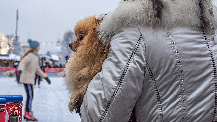 Додо Пицца открывает двери для домашних питомцев после инцидента с собакой