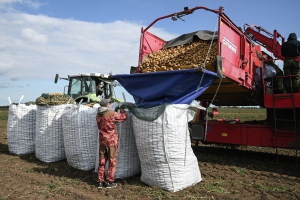 Цены на картофель могут остаться стабильными в 2027 году