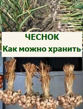 Тайны хранения чеснока: как сохранить вкус и пользу на долгие зимние месяцы