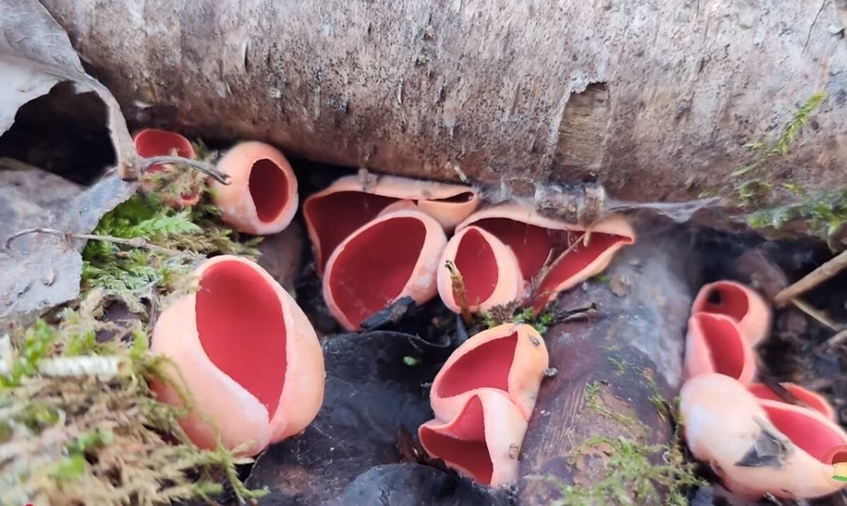 � ����� �������� ������ ��� ��������� �������� ����������