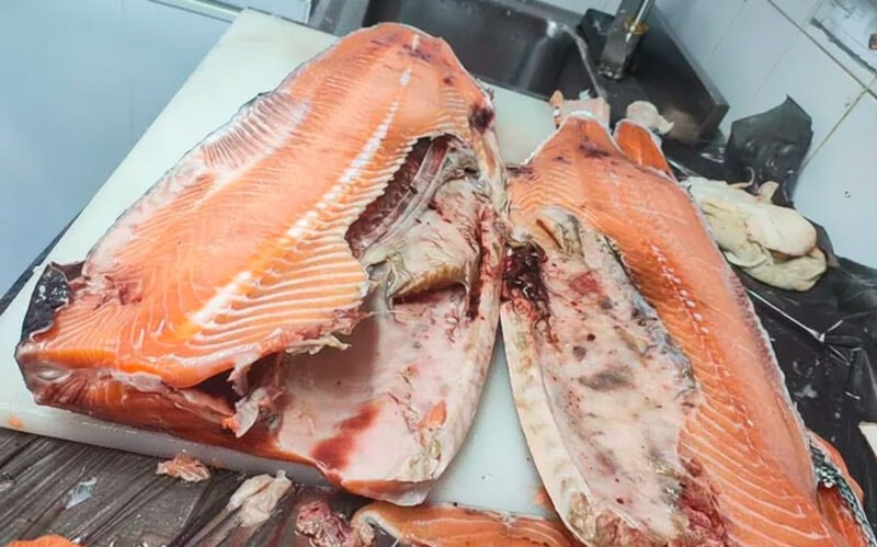 Опасный норвежский лосось: шокирующие факты о поставках в Казахстан