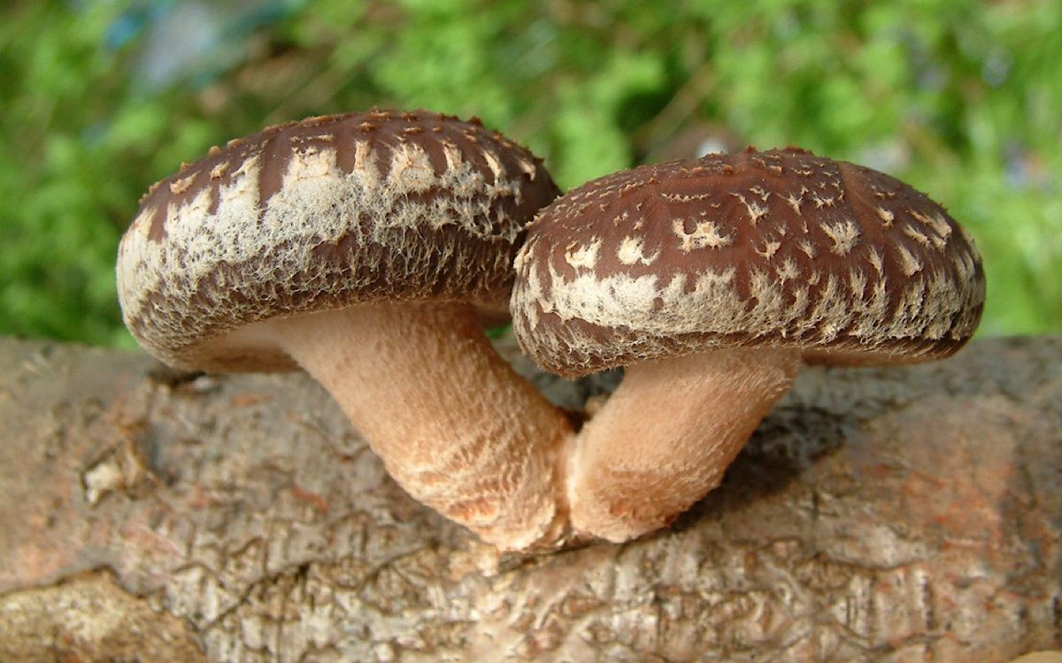 �������: ����, ��������� �������� ������ � ������� ����