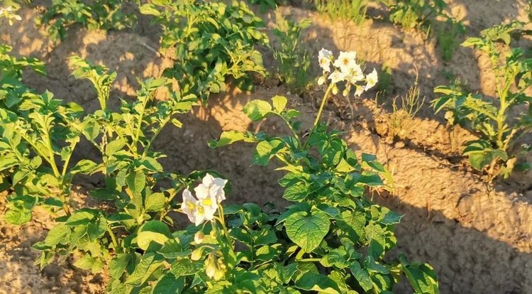 Мини-клубни картофеля: что это такое и почему их цена выше обычной