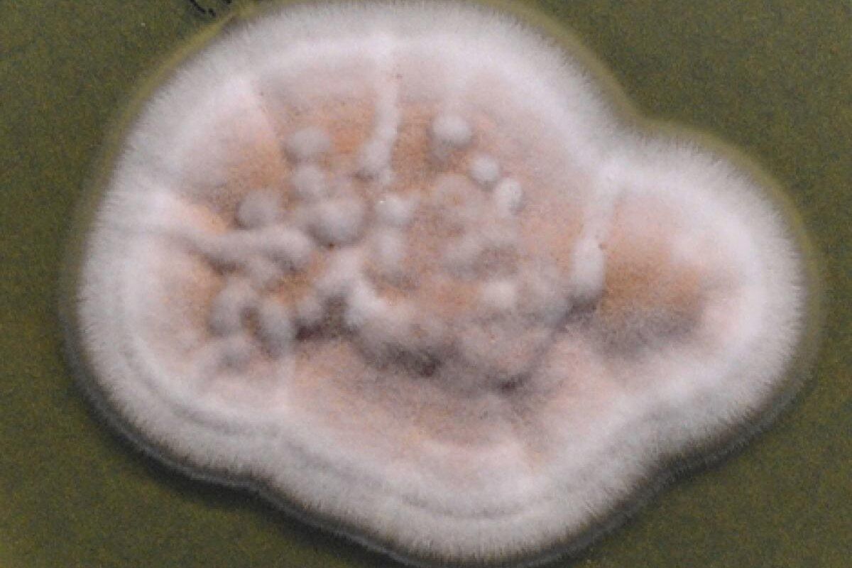 ����� � ��������: ����������� �������� ���������� �������