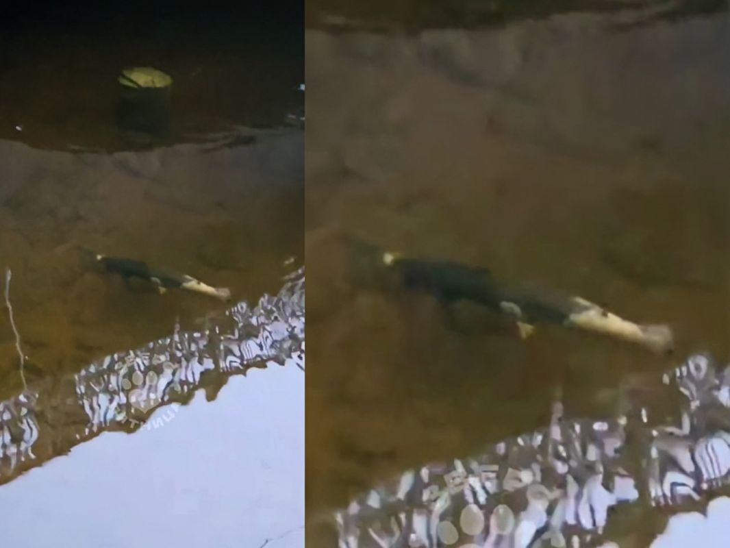 ������������ ��������� ������ �� ��������