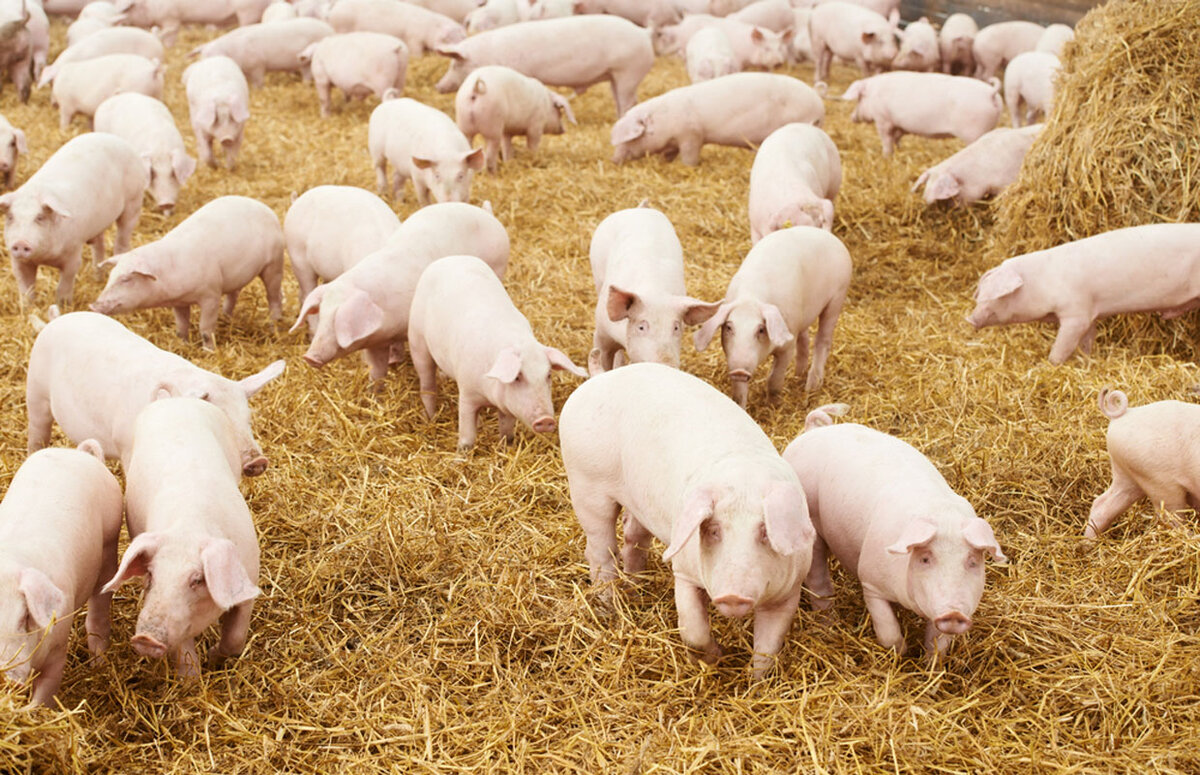 Секреты свинины: Вред или польза?