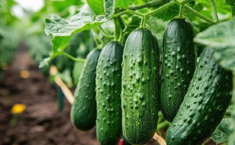 ��� ������ �������� ������ ������ �������: ������� ������������ �������