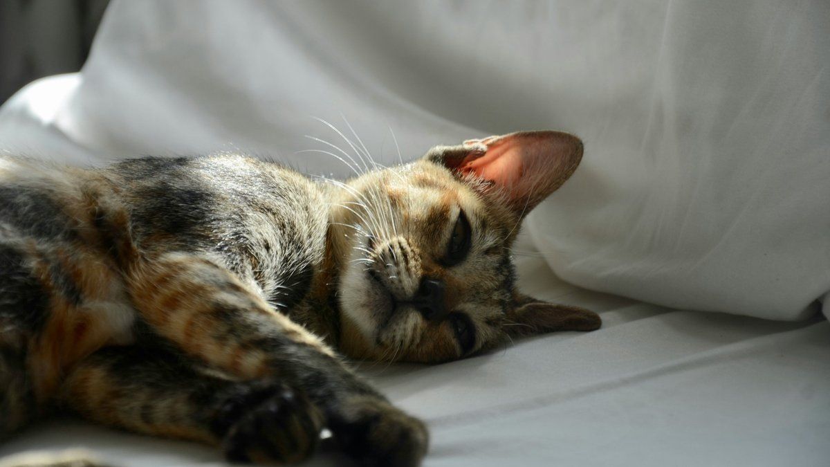 Ультразвуковое исследование печени у котов: что нужно знать