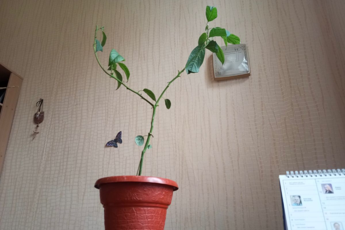 Как пересадить авокадо: секреты успешного переезда растения