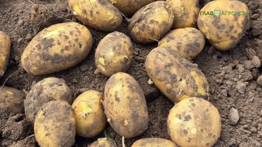 Учёные нашли способ увеличить урожай картофеля в условиях стресса