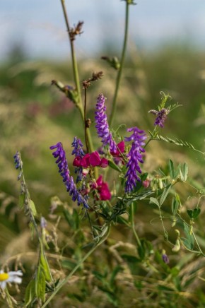 ������ ����������� �������� ������������ ��������� � ������� ������: ���� � �����