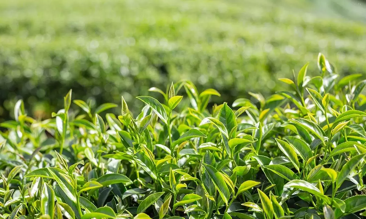 Возрождение чая: первый урожай после 10-летнего перерыва в Туапсинском округе