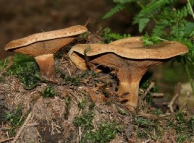 ��������: ����� ��������� ����� � ����