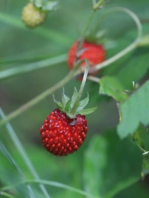 ������� �������� �����: ����� � ������ � ��������� ����