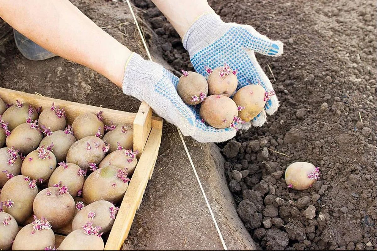 Как заполнить лунку при посадке картофеля для богатого урожая