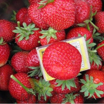 Клубника Пегас: яркие ягоды английского наследия на вашем столе