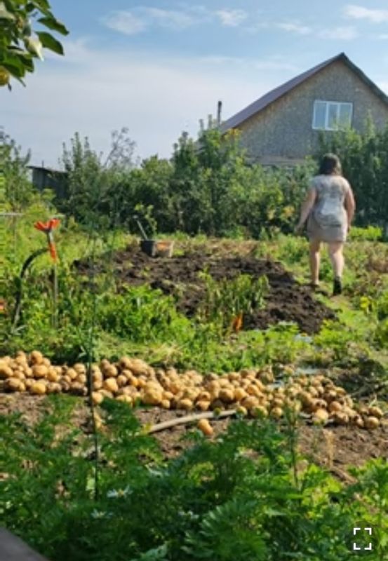 Как однажды я выкопала картофель и увидела вкусный результат труда
